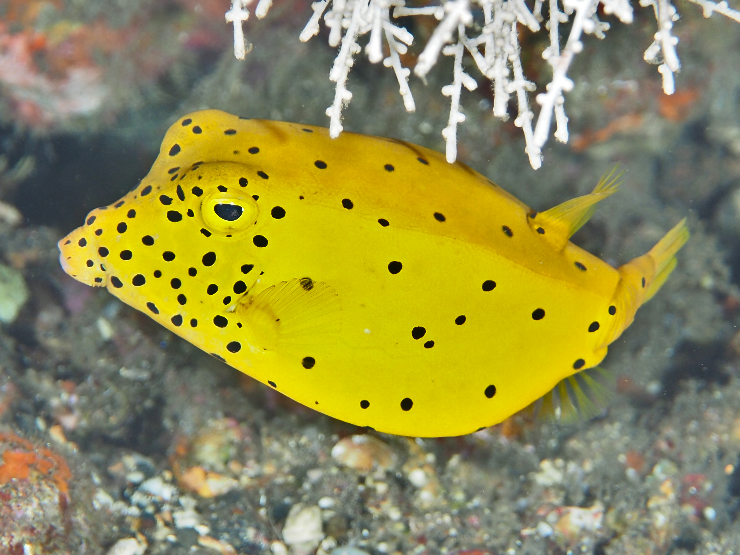 Yellow Boxfish - Ostracion cubicum