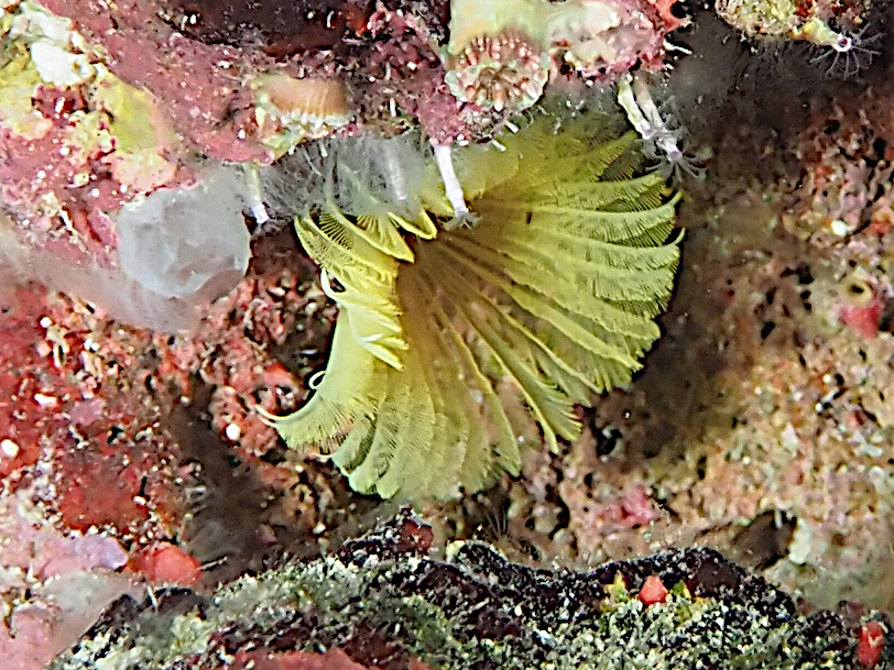 Yellow Fanworm - Notaulax occidentalis