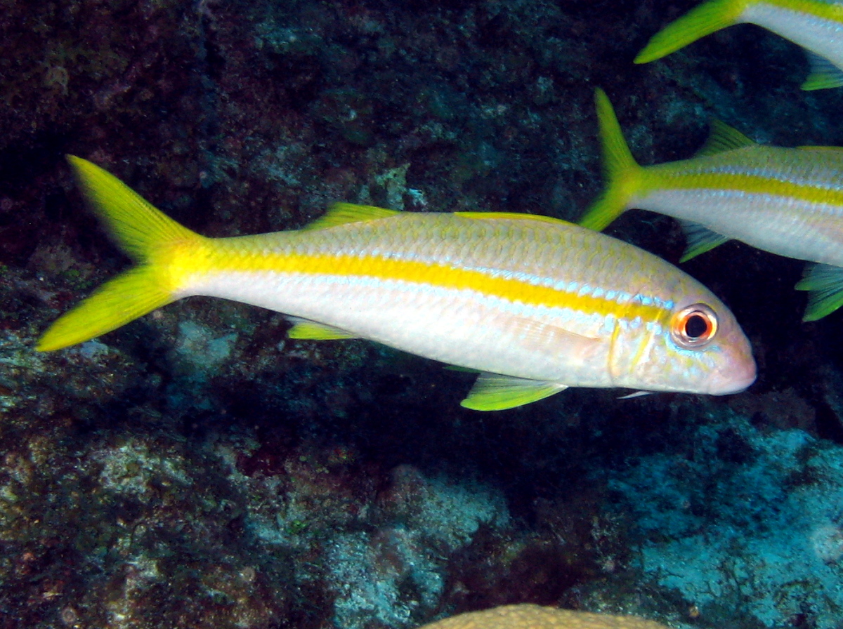 Yellow Goatfish - Mulloidichthys martinicus