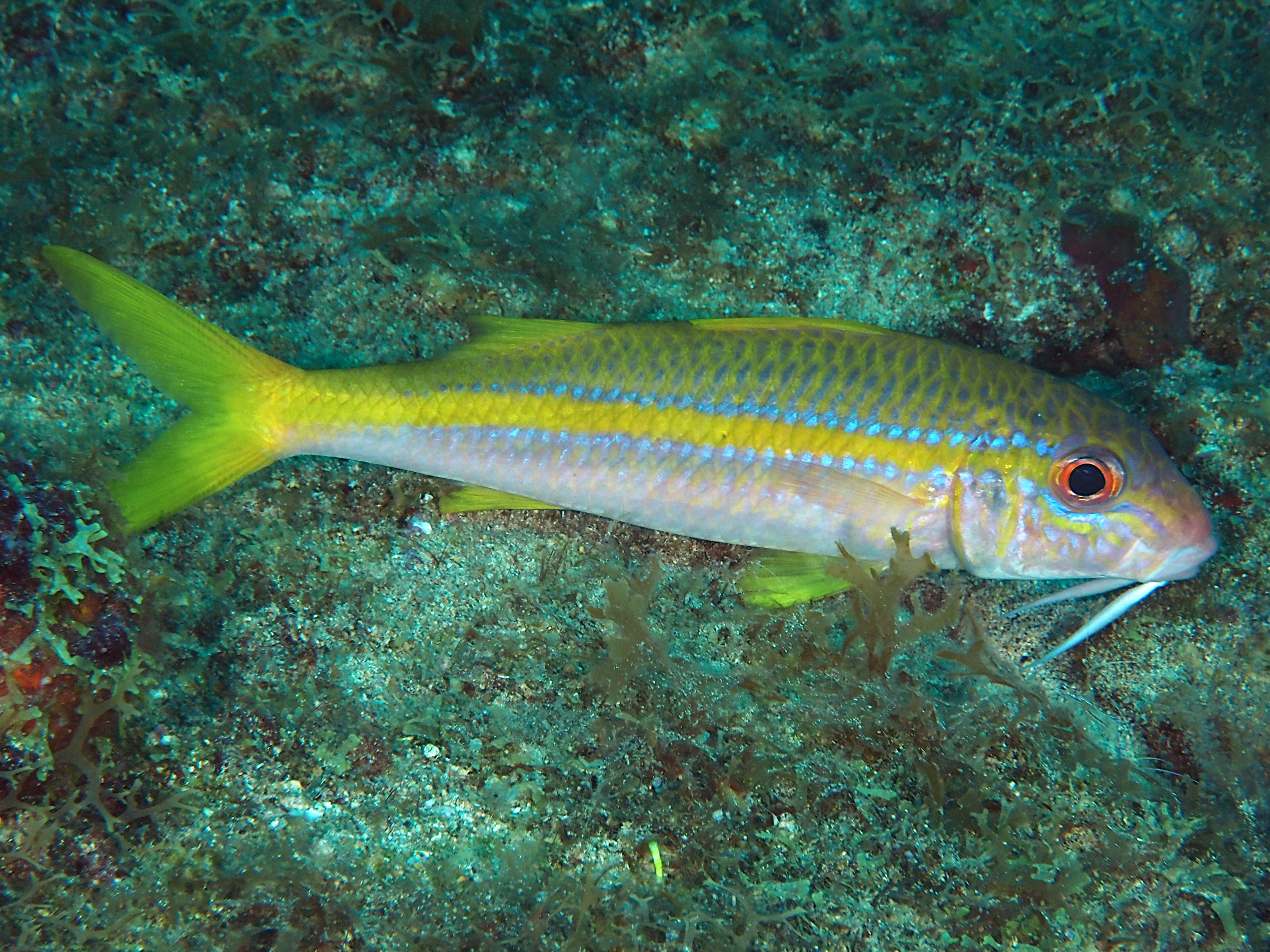Yellow Goatfish - Mulloidichthys martinicus