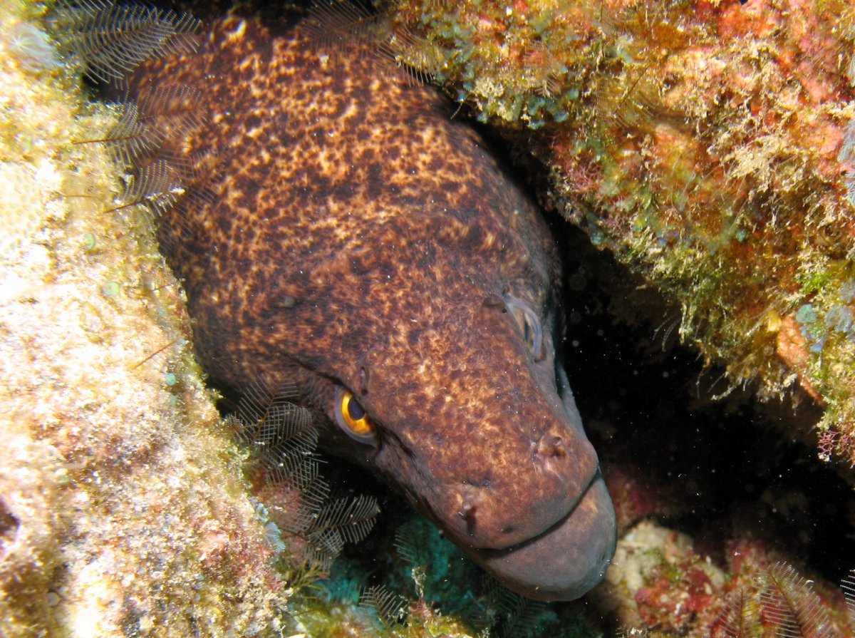 Yellowmargin Moray Eel - Gymnothorax flavimarginatus