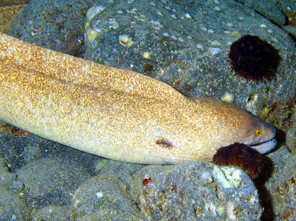 Yellowmargin Moray Eel - Gymnothorax flavimarginatus