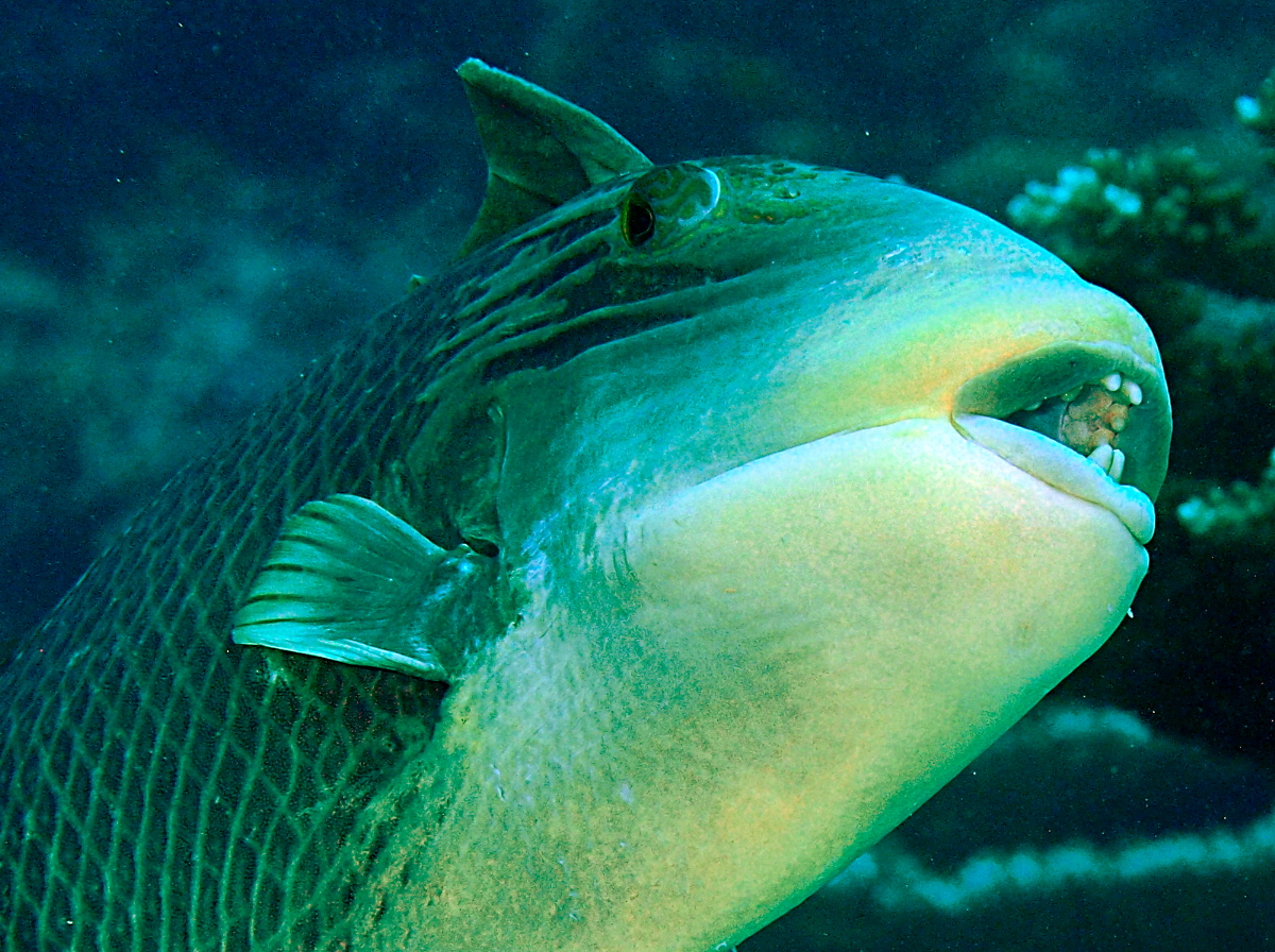 Yellowmargin Triggerfish - Pseudobalistes flavimarginatus