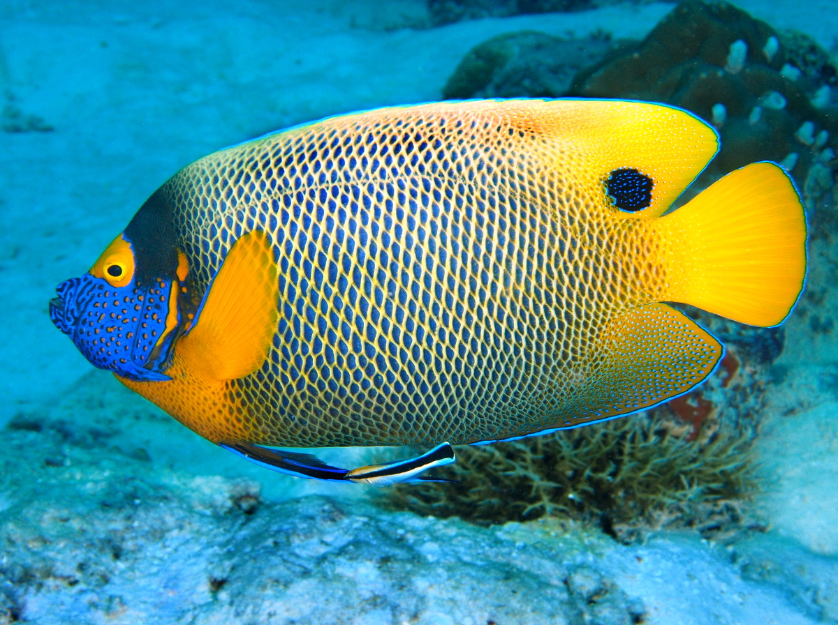 Yellow-Mask Angelfish - Pomacanthus xanthometopon