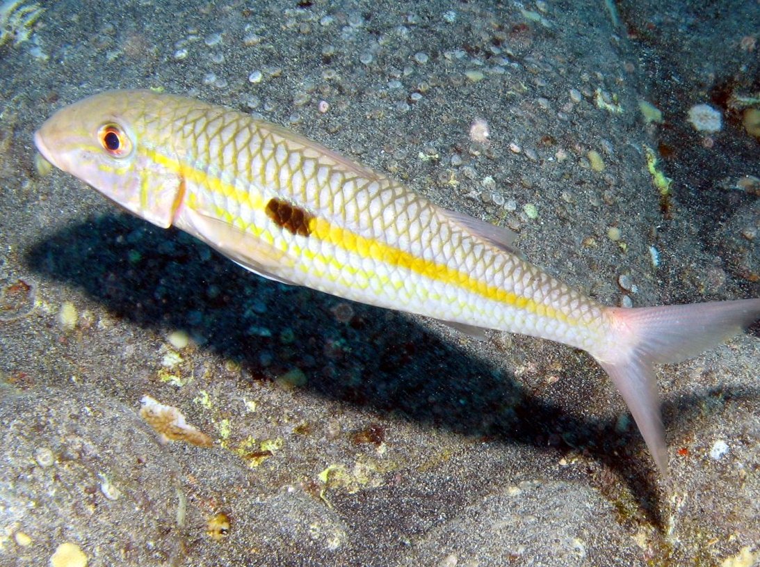 Yellowstripe Goatfish - Mulloidichthys flavolineatus