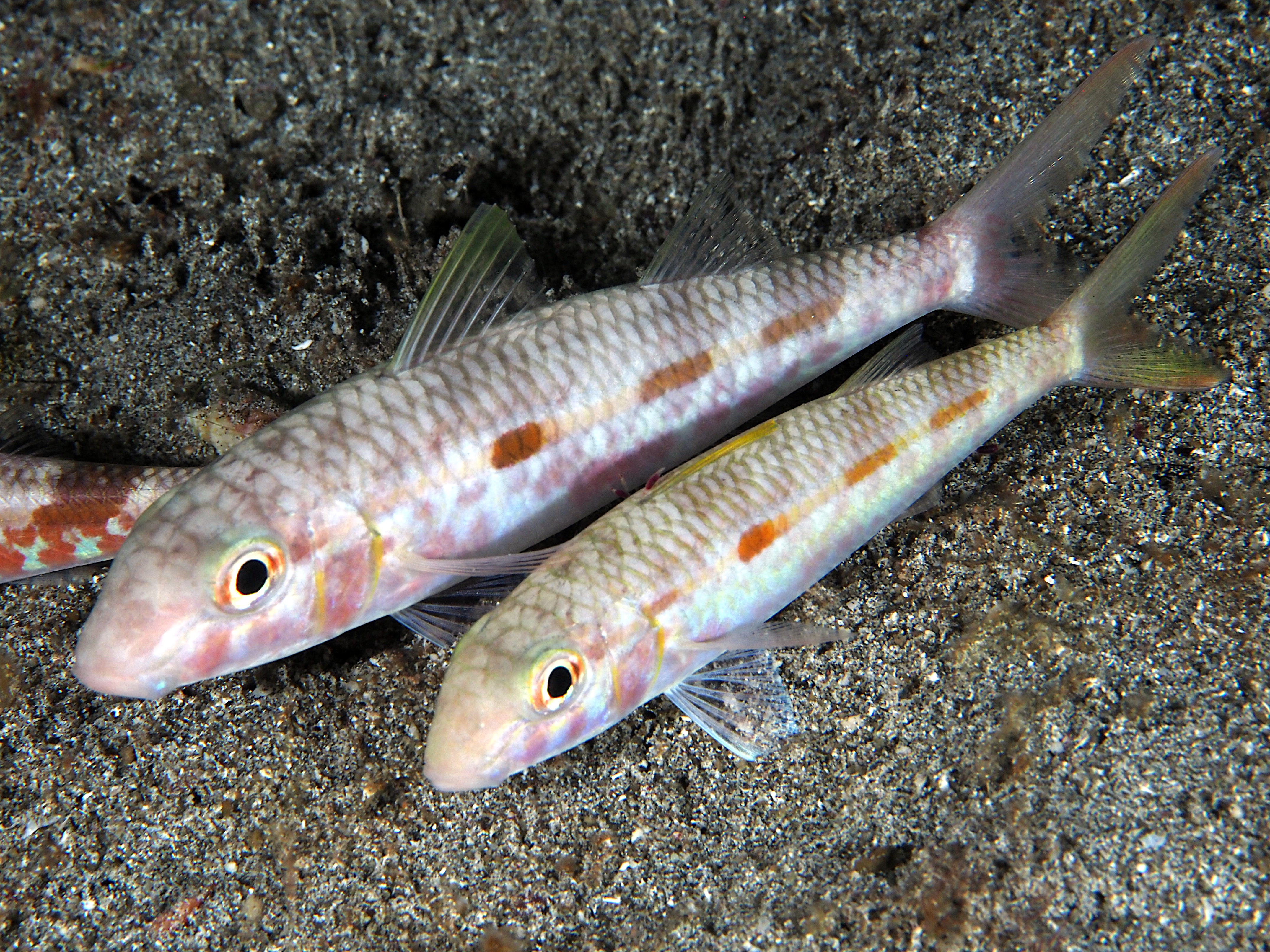 Yellowstripe Goatfish - Mulloidichthys flavolineatus