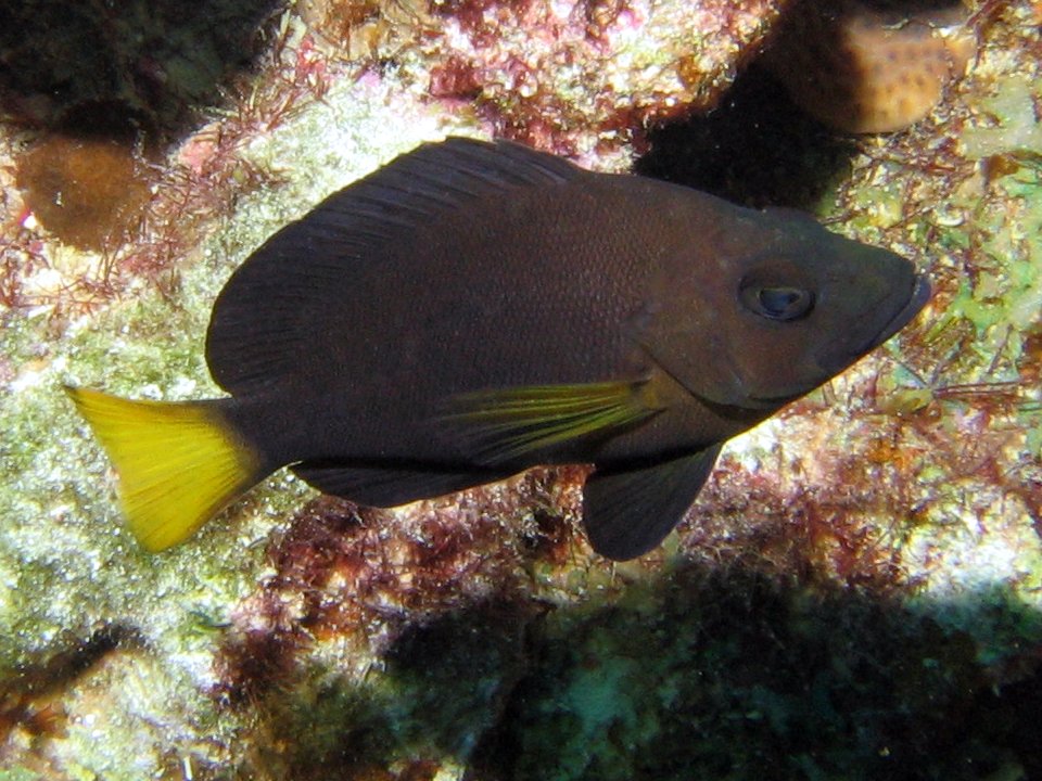 Yellowtail Hamlet - Hypoplectrus chlorurus