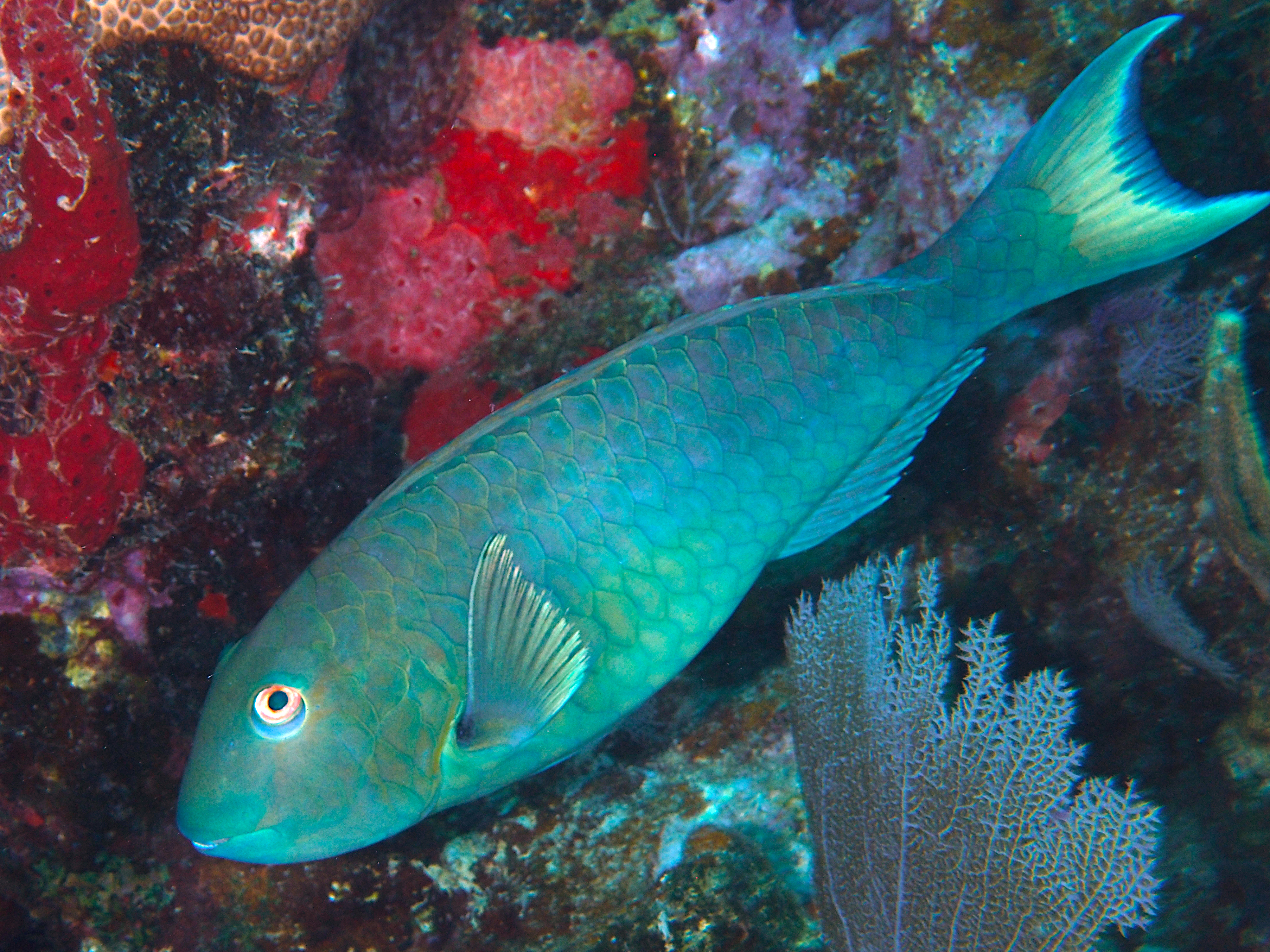 Yellowtail Parrotfish - Sparisoma rubripinne