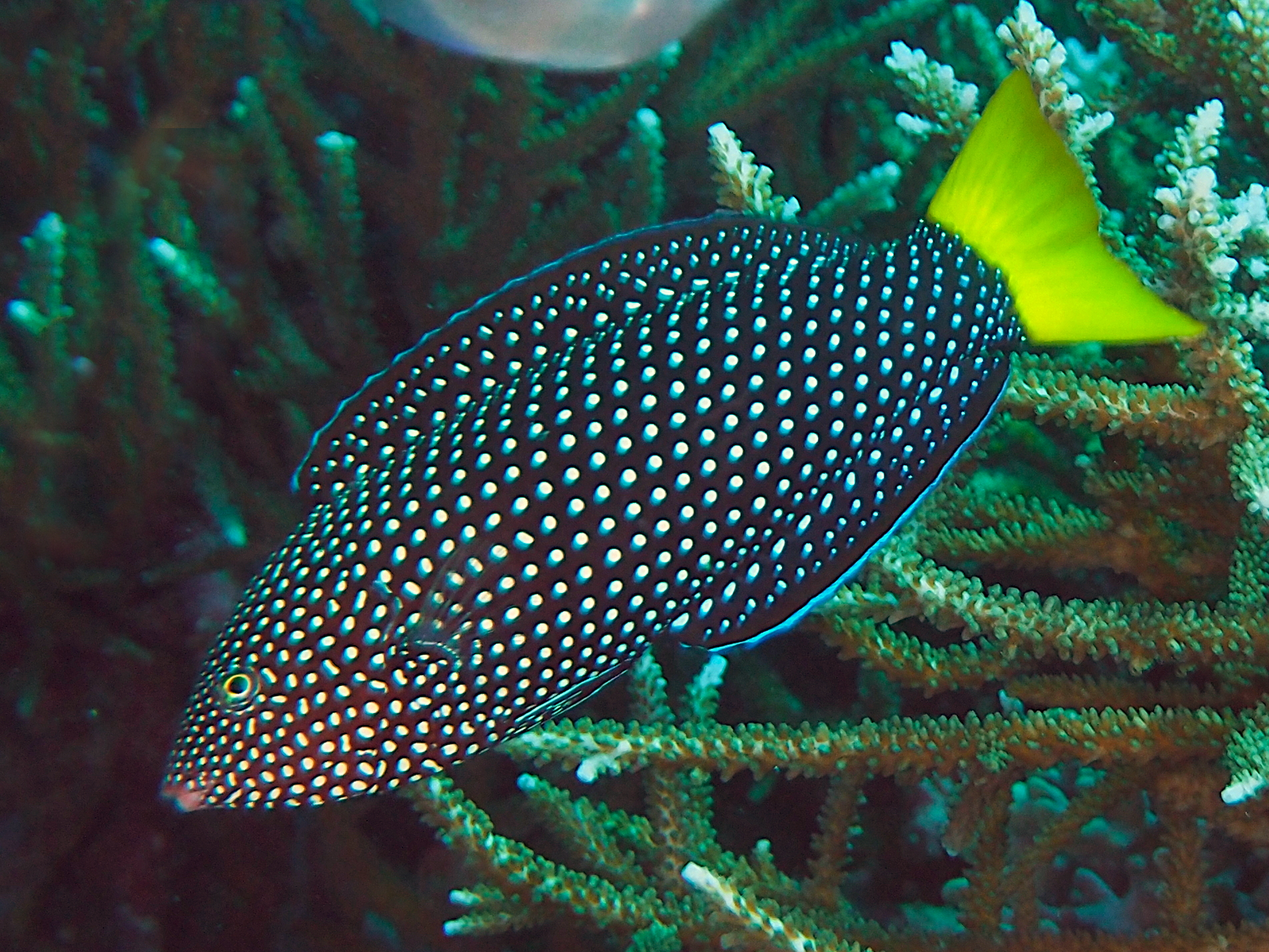 Yellowtail Wrasse - Anampses meleagrides
