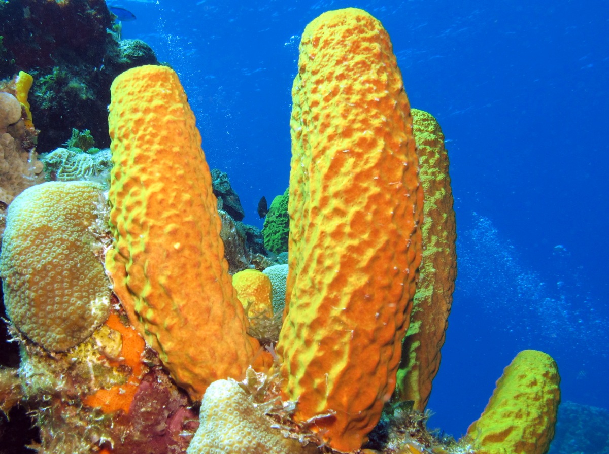 Yellow Tube Sponge - Aplysina fistularis