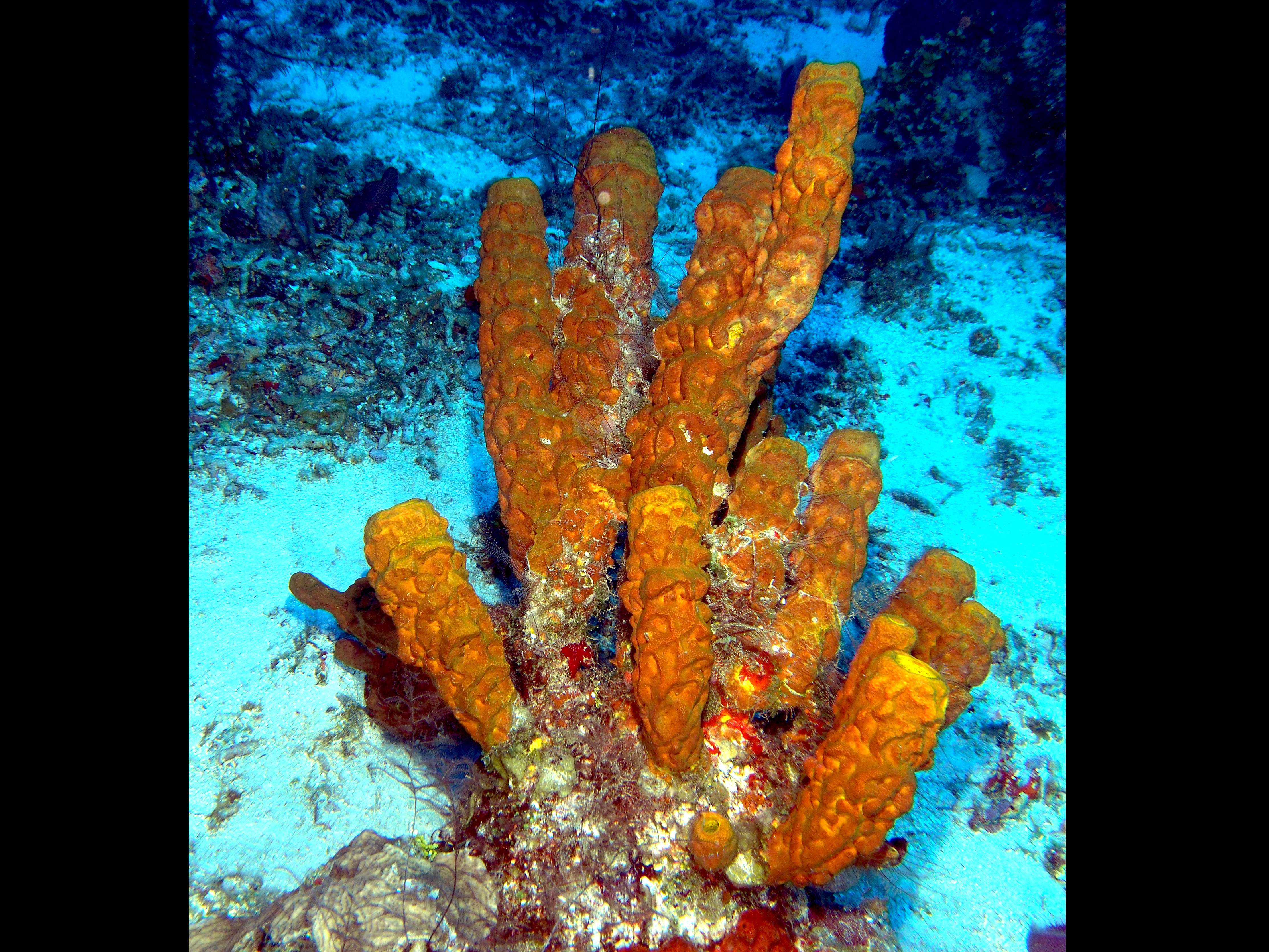 Yellow Tube Sponge - Aplysina fistularis
