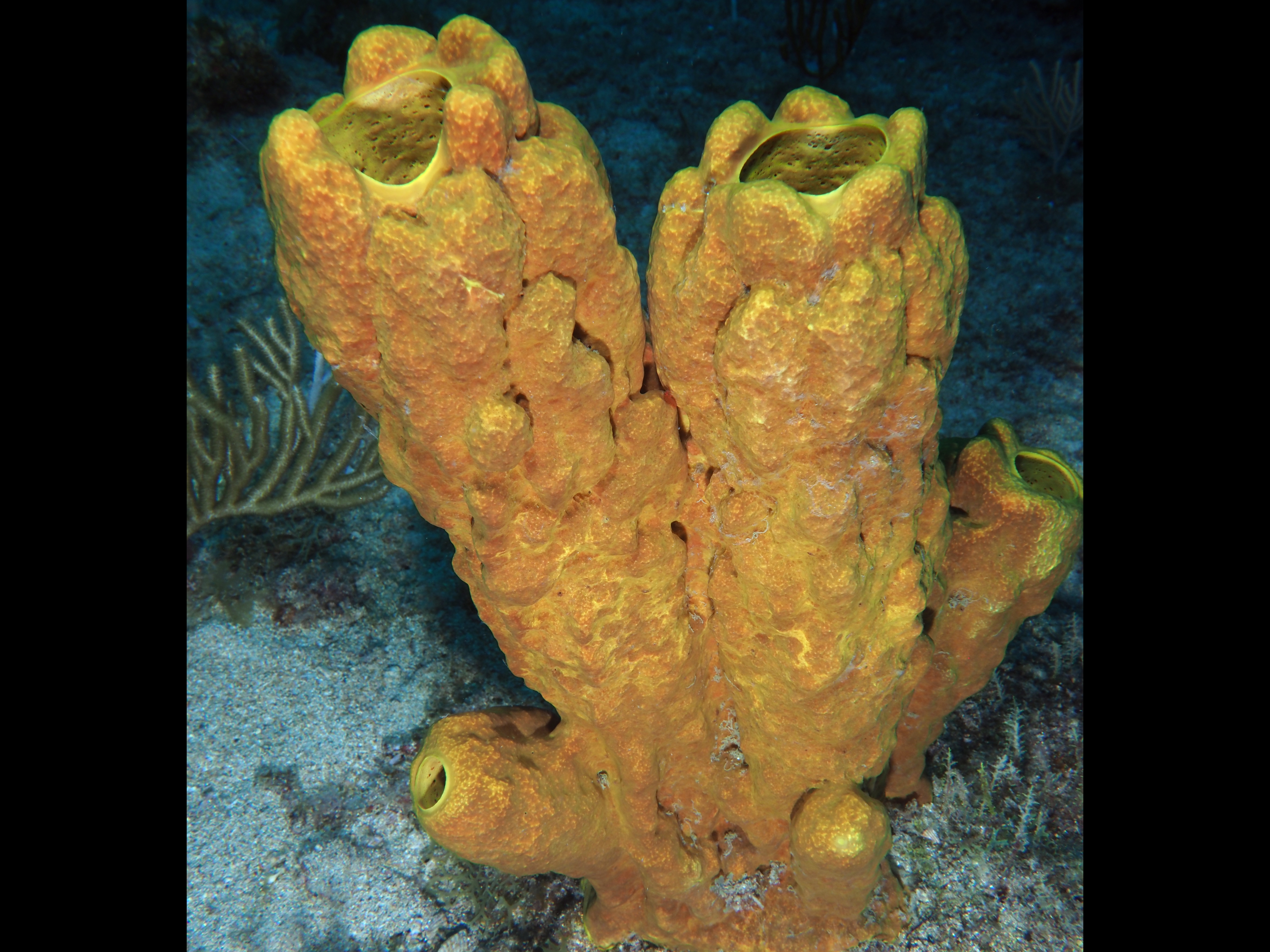 Yellow Tube Sponge - Aplysina fistularis