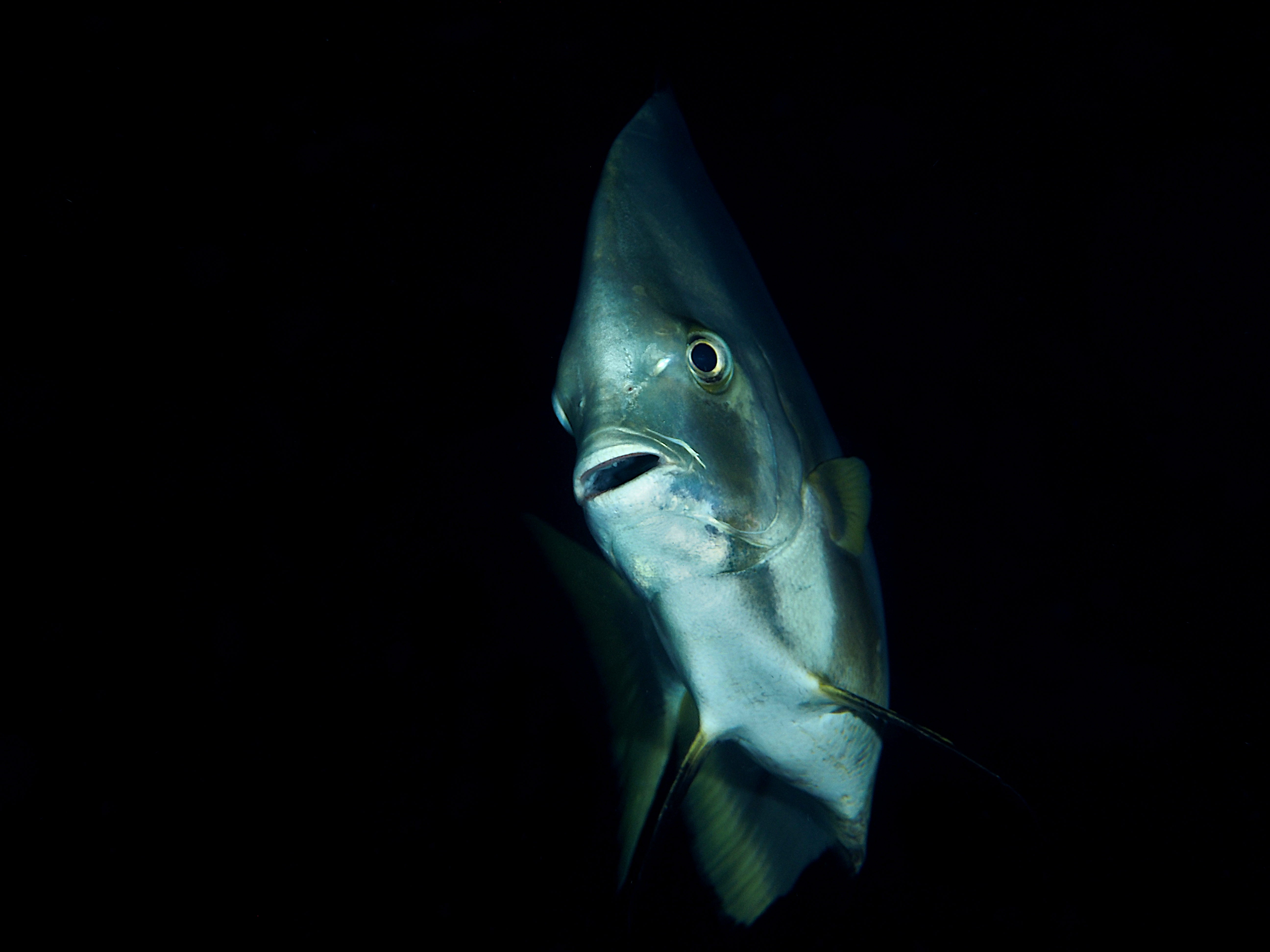 Shortfin Spadefish - Zabidius novemaculeatus