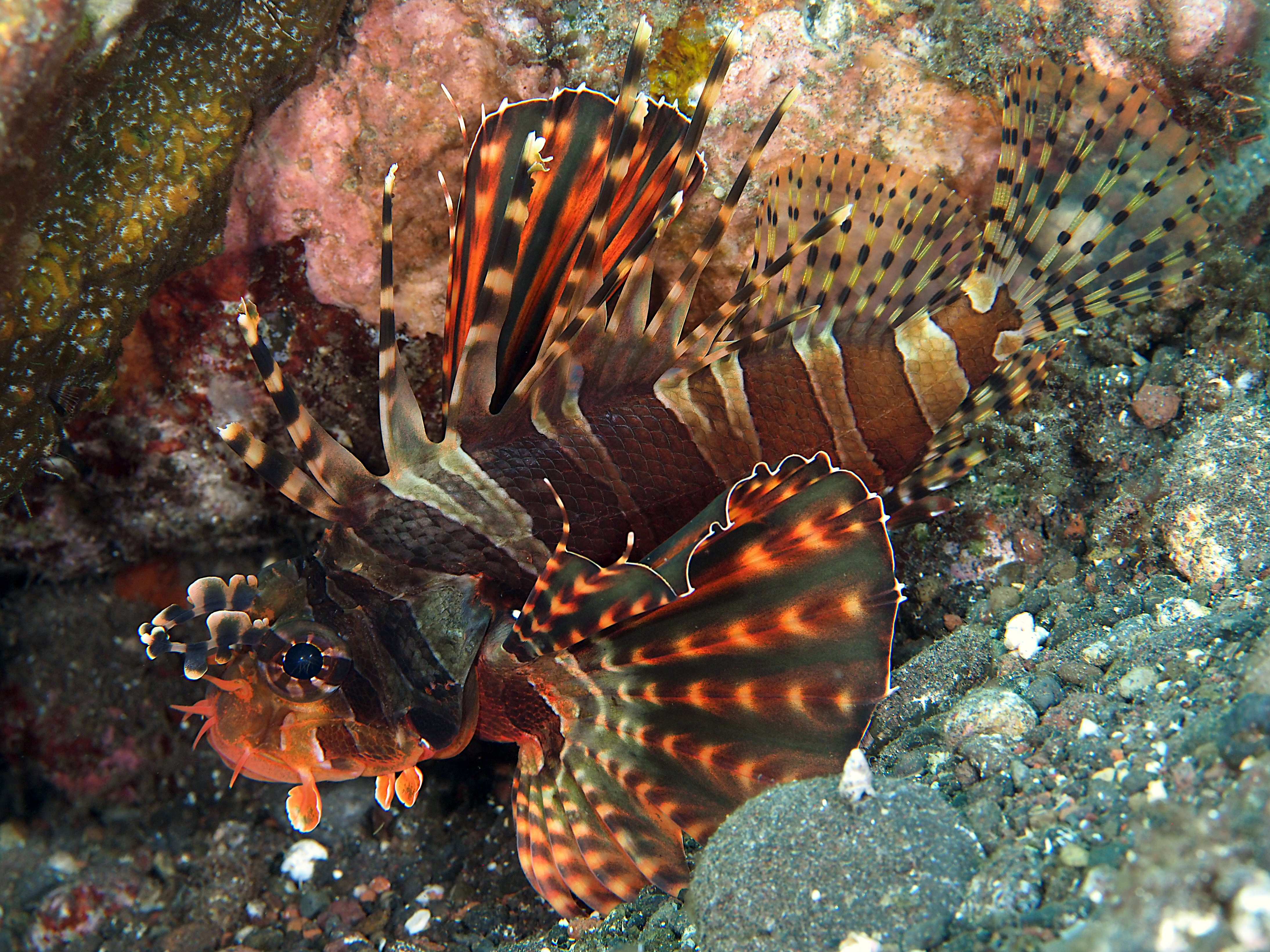 Zebra Lionfish - Dendrochirus zebra