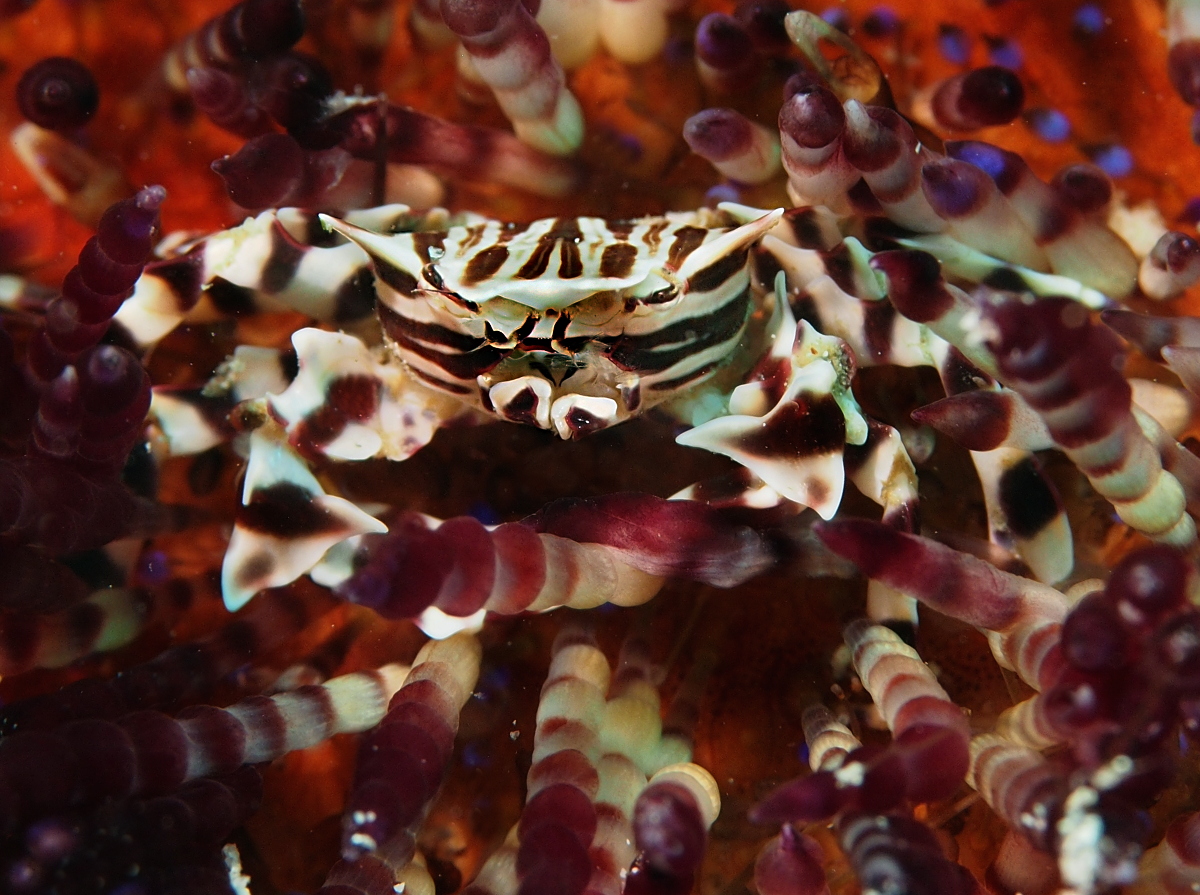 Zebra Urchin Crab - Zebrida adamsii