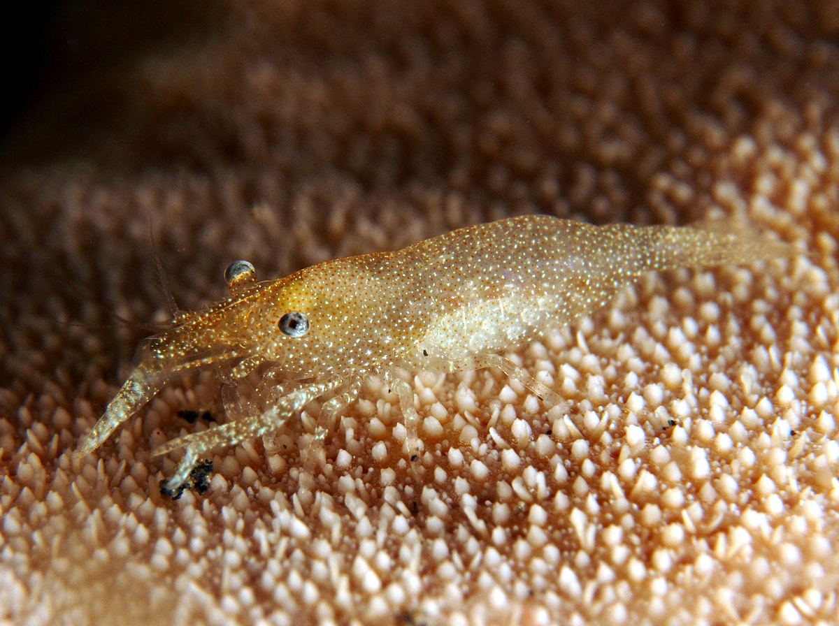 Rounded Sea Star Shrimp - Zenopontonia noverca